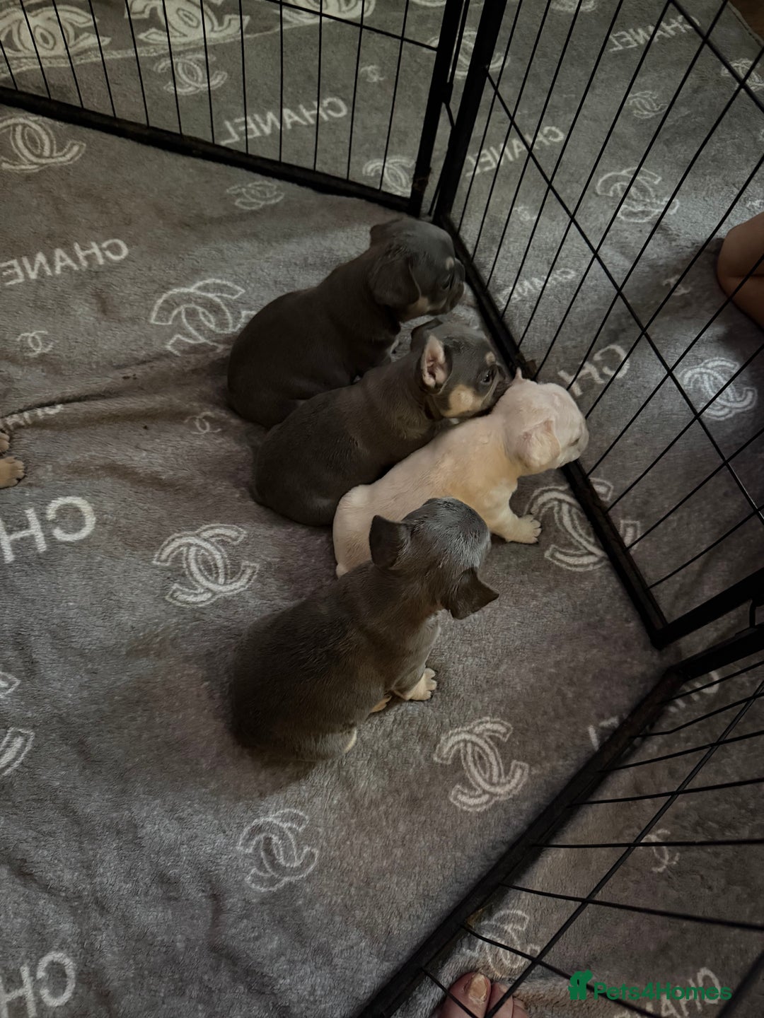French Bulldog dogs for sale: French bulldogs  - Advert 12