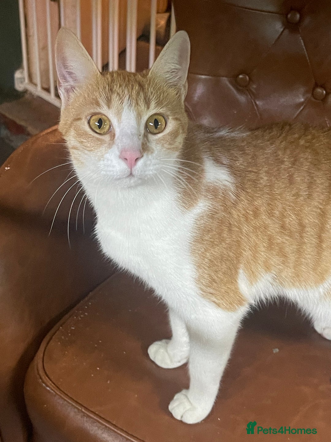 Arabian Mau cats for sale: Lively and lovable ginger girl - Image 1
