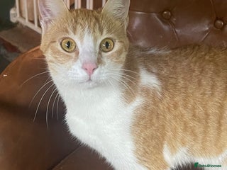 Arabian Mau cats for sale - Advert 1