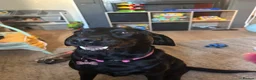 Springador dogs for sale: Luna, Labrador cross Springer in Great Yarmouth - Advert 3