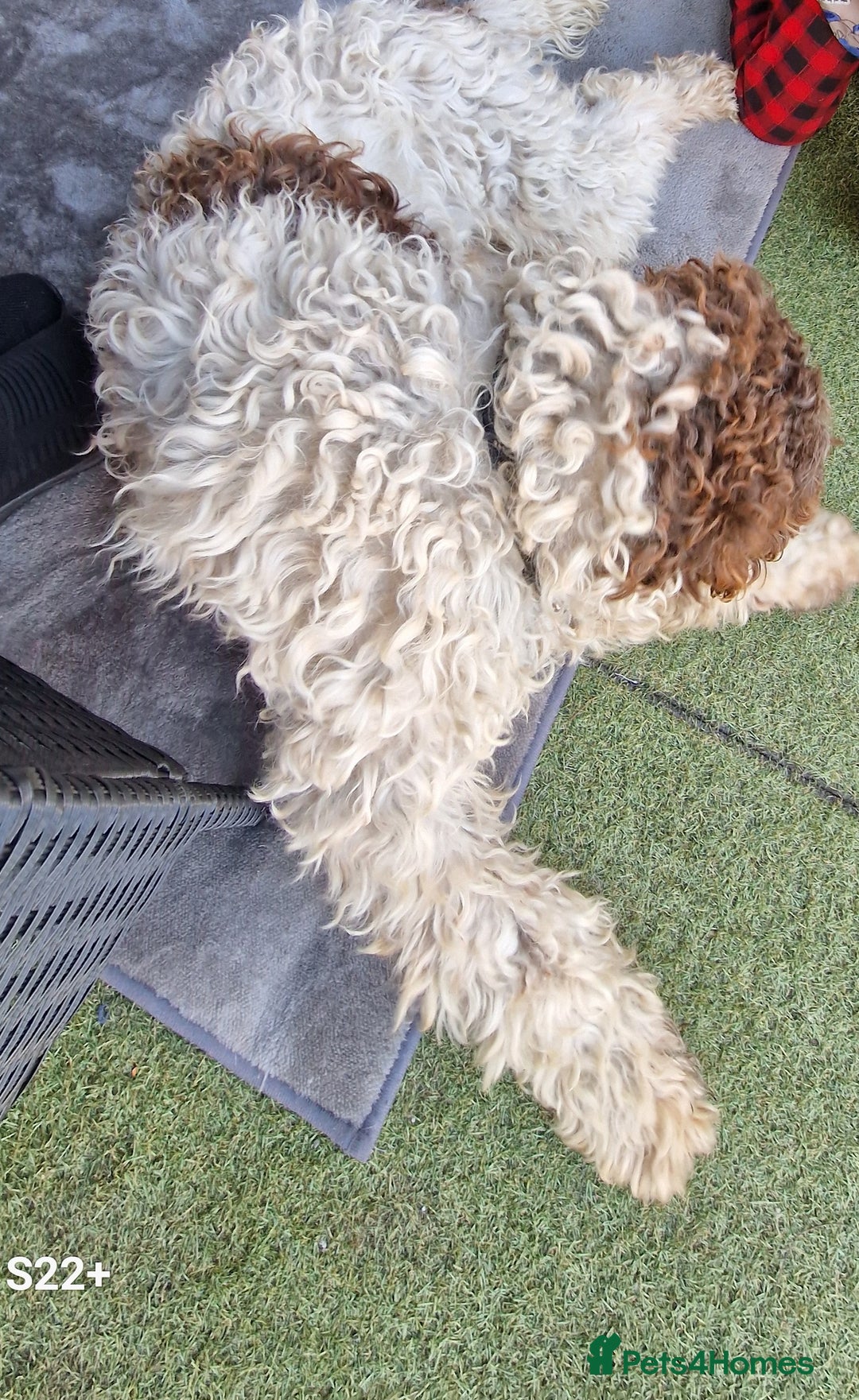 Mixed Breed dogs for sale: Make springer  3 years old  - Image 2