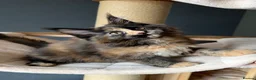 Maine Coon cats for sale: Maine Coon Kittens.. GCCF Reg and Health Tested.  - Advert 5