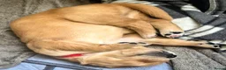 Golden Retriever dogs for sale: 5 Beautiful Golden Retriever's  - Advert 25