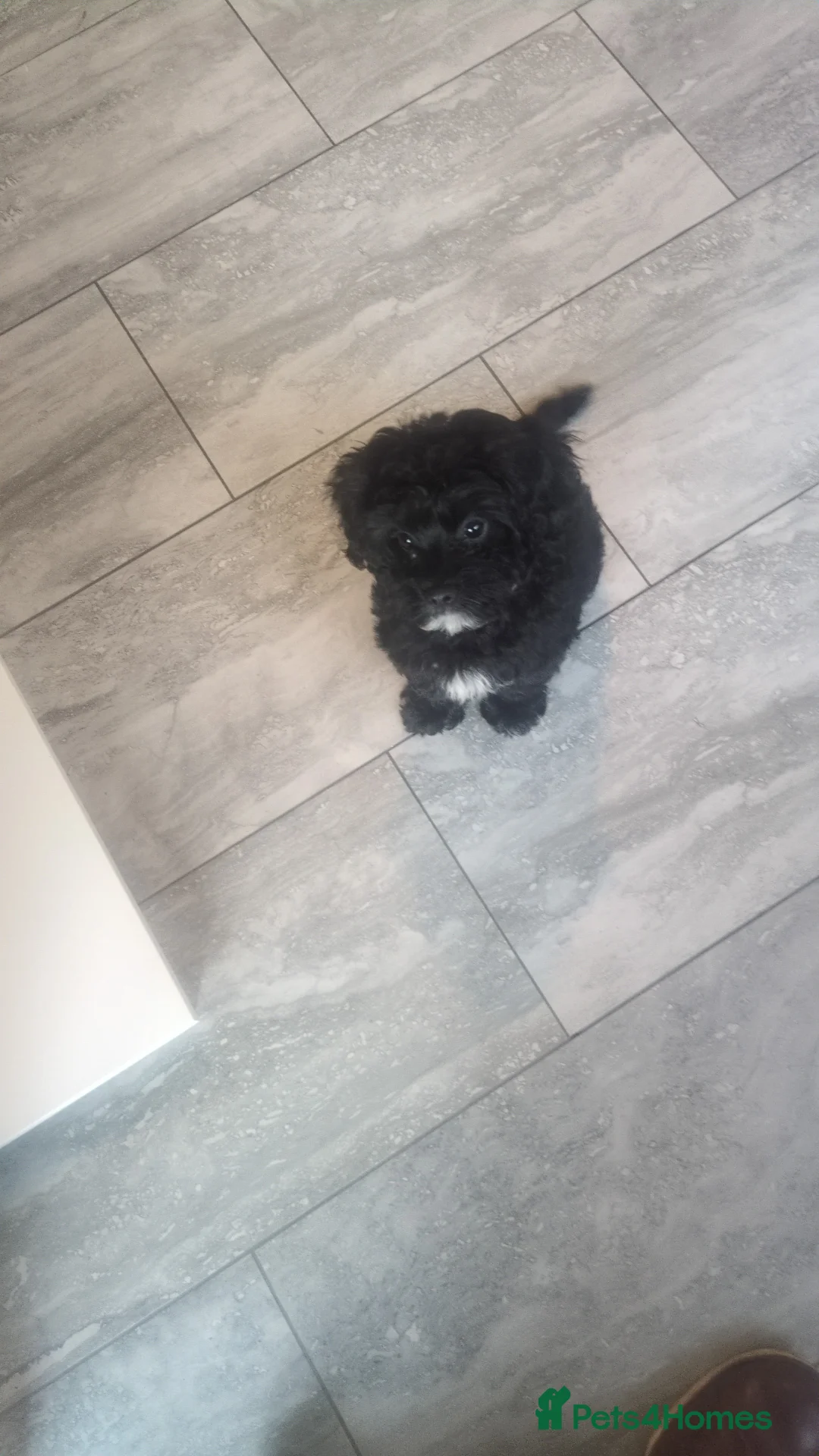 Cavapoo dogs for sale: Cavapoo boy for sale  in Northallerton - Advert 2