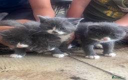 Scottish Fold cats for sale: Scottish fold cross kittens  - Image 2