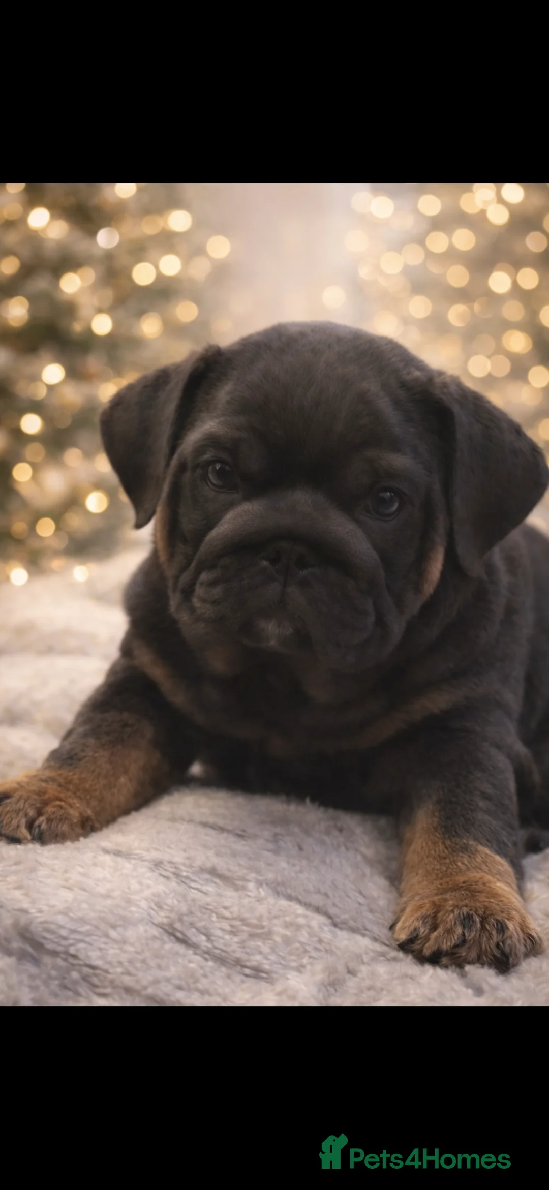 English Bulldog dogs for sale: British bulldogs  - Advert 2