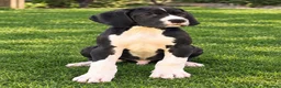 Great Dane dogs for sale: Great Danes puppies  - Advert 20