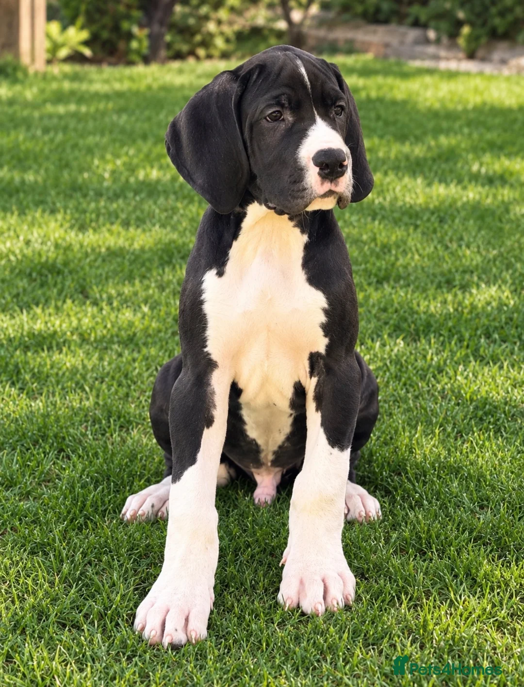 Great Dane dogs for sale: Great Danes puppies  - Advert 20
