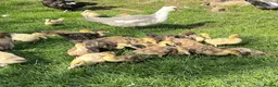 Ducks poultry for sale: 3 week old - vent sexed female Muscovy ducklings - Advert 2