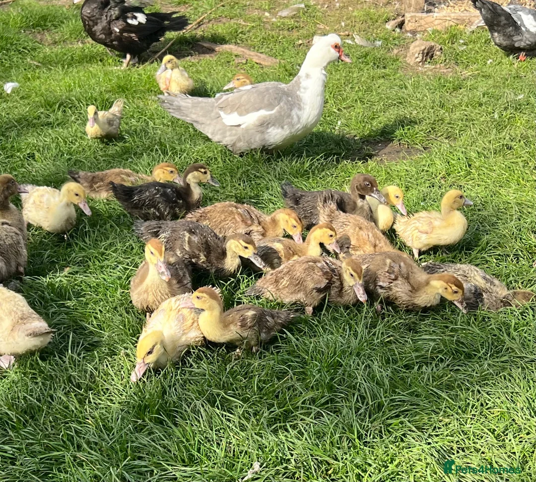 Ducks poultry for sale: 3 week old - vent sexed female Muscovy ducklings - Advert 2