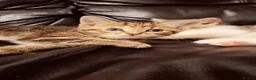 Mixed Breed cats for sale: Female kittens for sale  - Advert 3