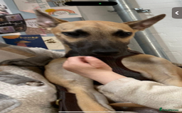 Mixed Breed dogs for sale: Lurcher free to a good home  - Image 4