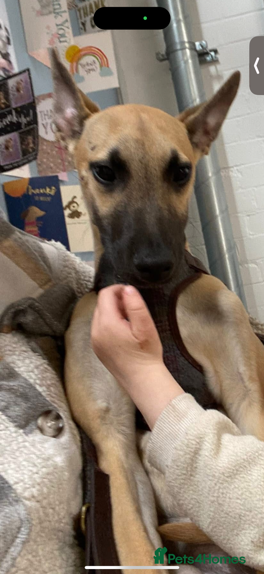 Mixed Breed dogs for sale: Lurcher free to a good home  - Image 4