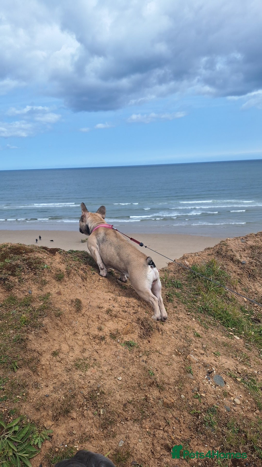 French Bulldog dogs for sale: 5 Beautiful French bulldogs - Image 34
