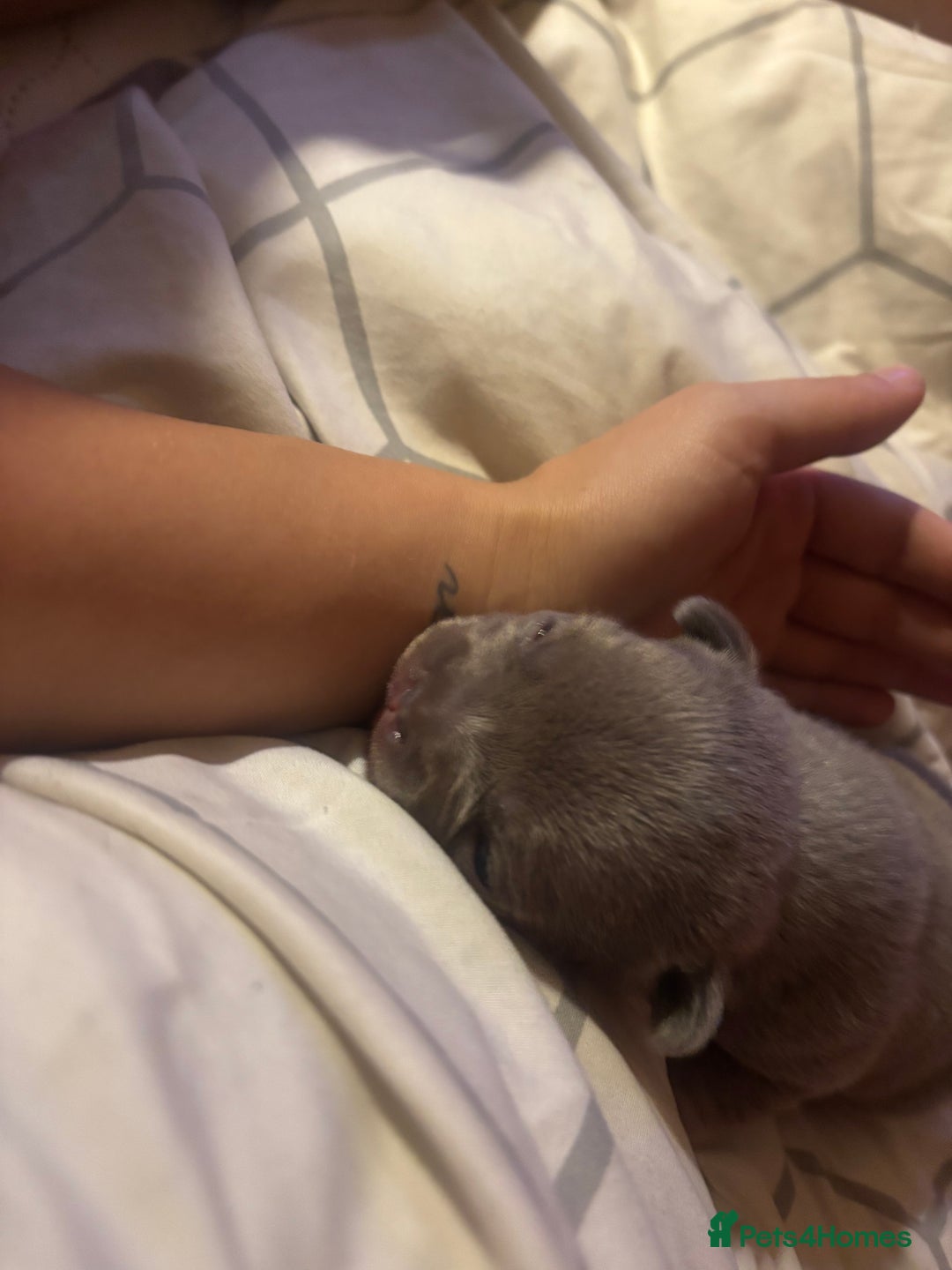 French Bulldog dogs for sale: French bulldogs  - Image 13