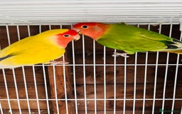 Lovebirds birds for sale: Beautiful breeding pair of lovebirds  - Image 4