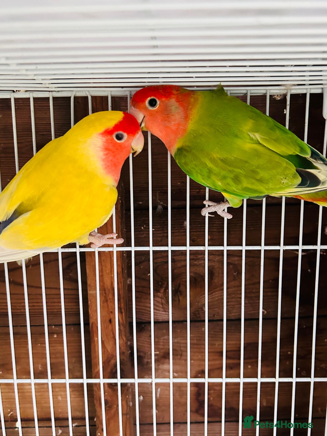 Lovebirds birds for sale: Beautiful breeding pair of lovebirds  - Image 4