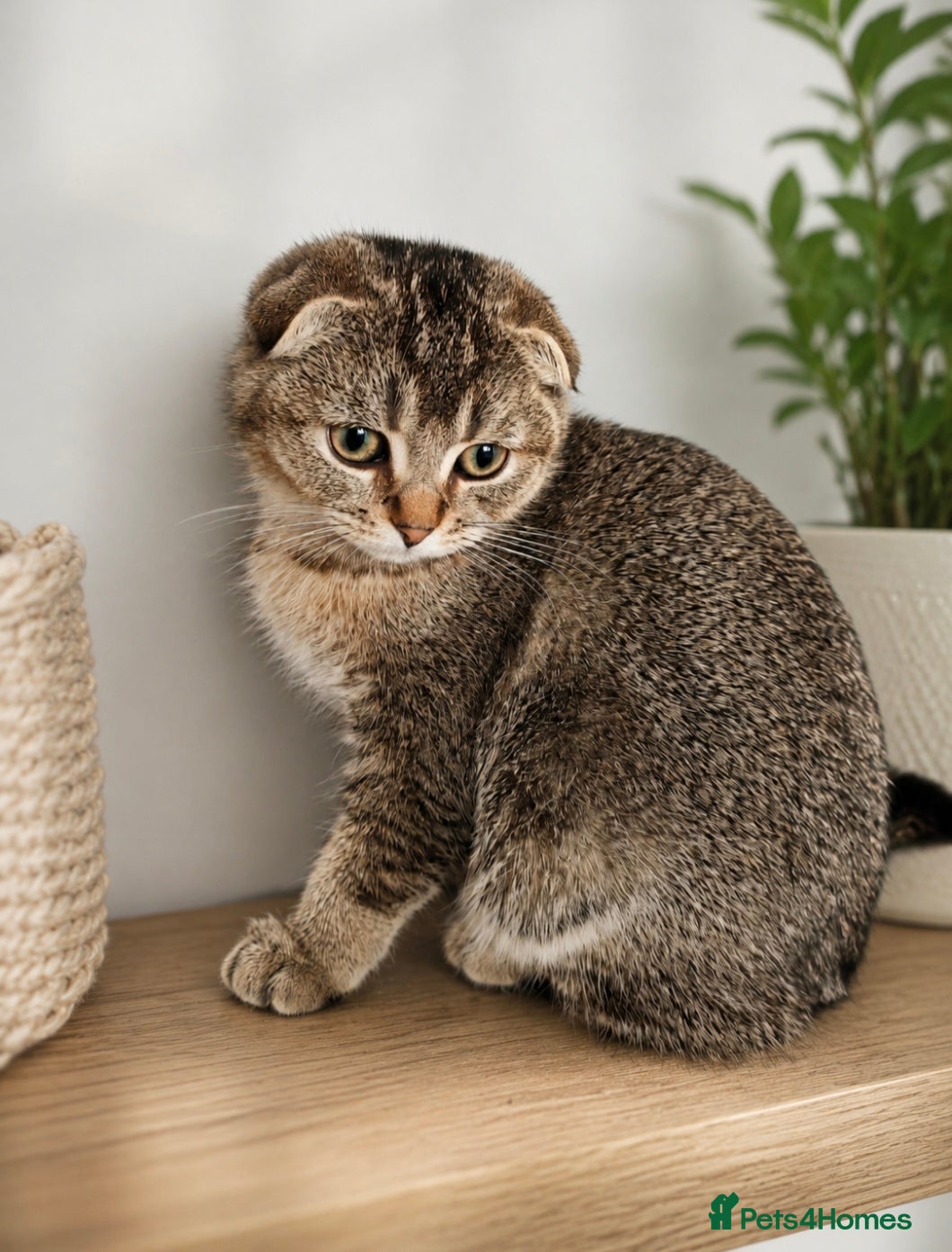 Mixed Breed cats British Shorthair x Scottish Fold Kittens  - Advert 2