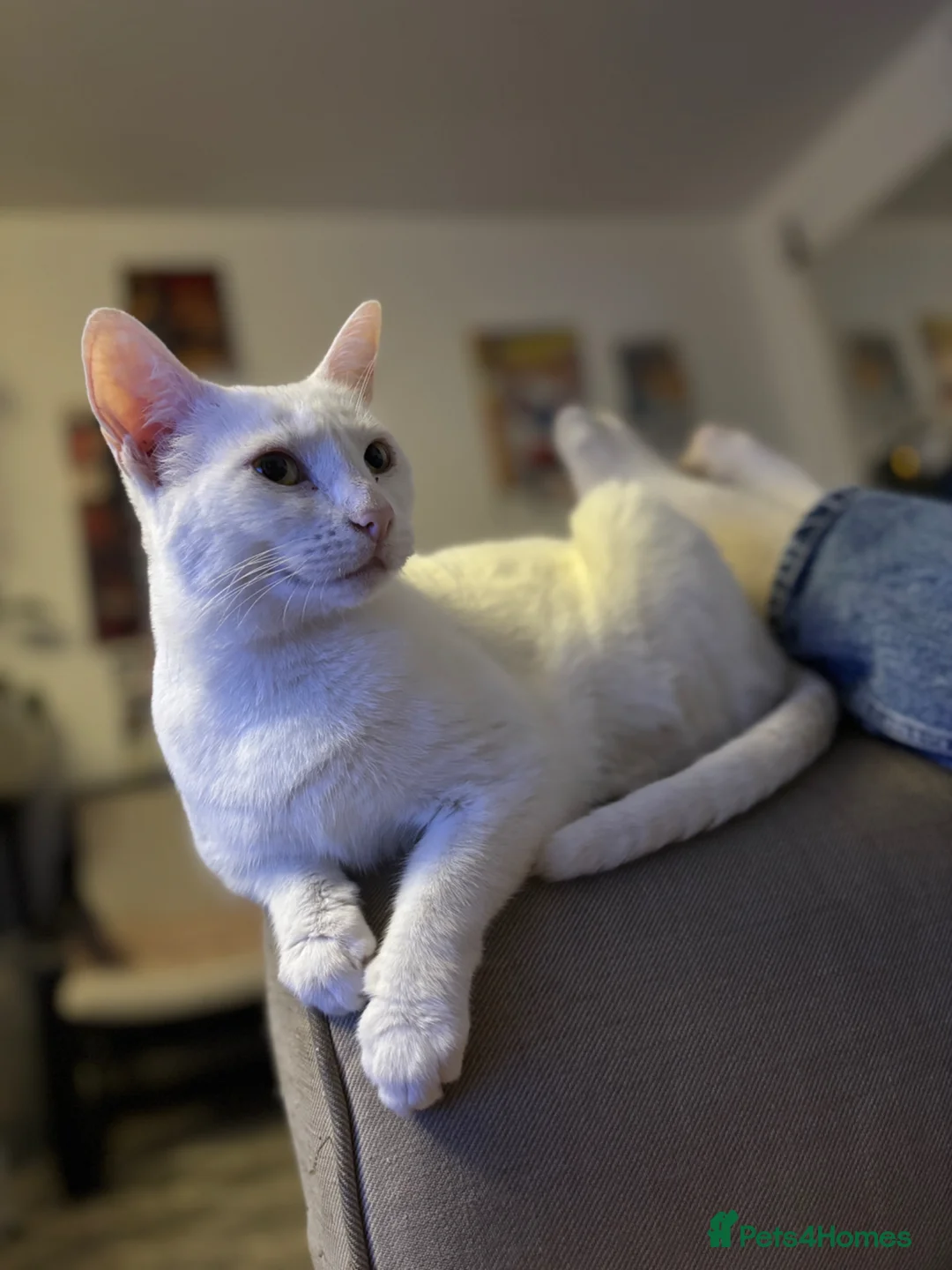 Mixed Breed cats for sale: 4 Beautiful white kittens  in Gosport - Advert 15