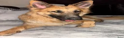 Mixed Breed dogs for stud:  golden German shepherd x Belgium Mali stud - Advert 4