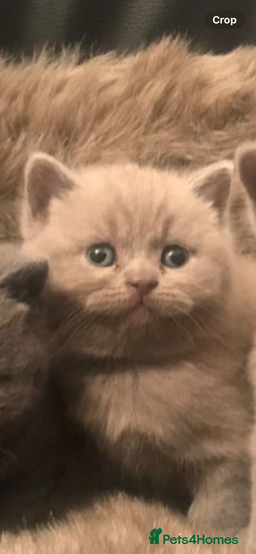 British Shorthair cats for sale: **British Shorthair Kittens** in Birmingham - Advert 9