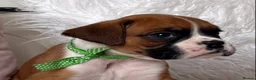 Boxer dogs for sale: Beautiful boxer puppies  - Advert 19