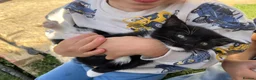 Mixed Breed cats for sale: Adorable kittens in need of a new home ☺️🥰 - Advert 14