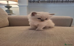 Ragdoll cats for sale: 🩵Blue Point KITTENS for sale!🩵 - Image 16