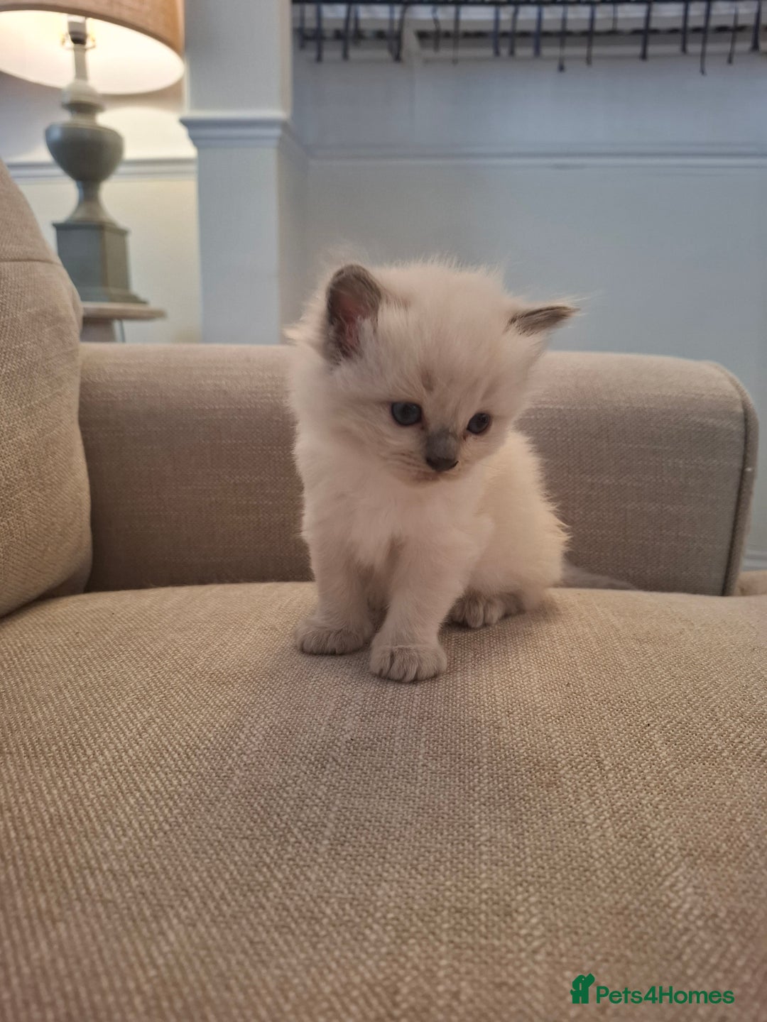 Ragdoll cats for sale: 🩵Blue Point KITTENS for sale!🩵 - Image 16