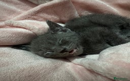Mixed Breed cats for sale: Regular kittens - Image 2