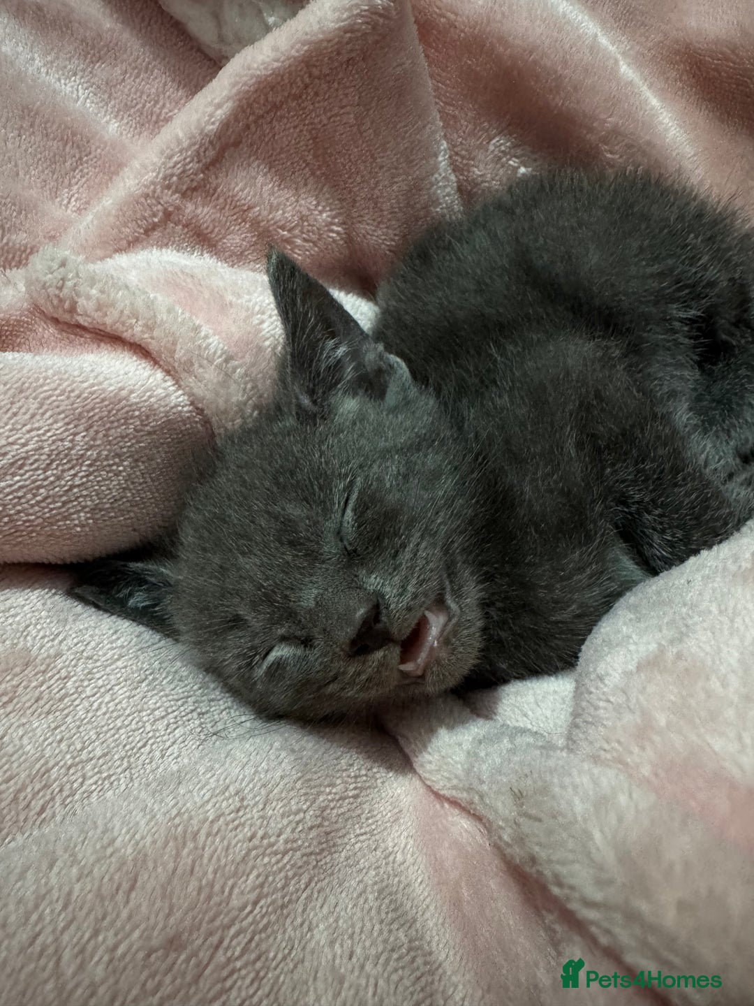 Mixed Breed cats for sale: Regular kittens - Image 2