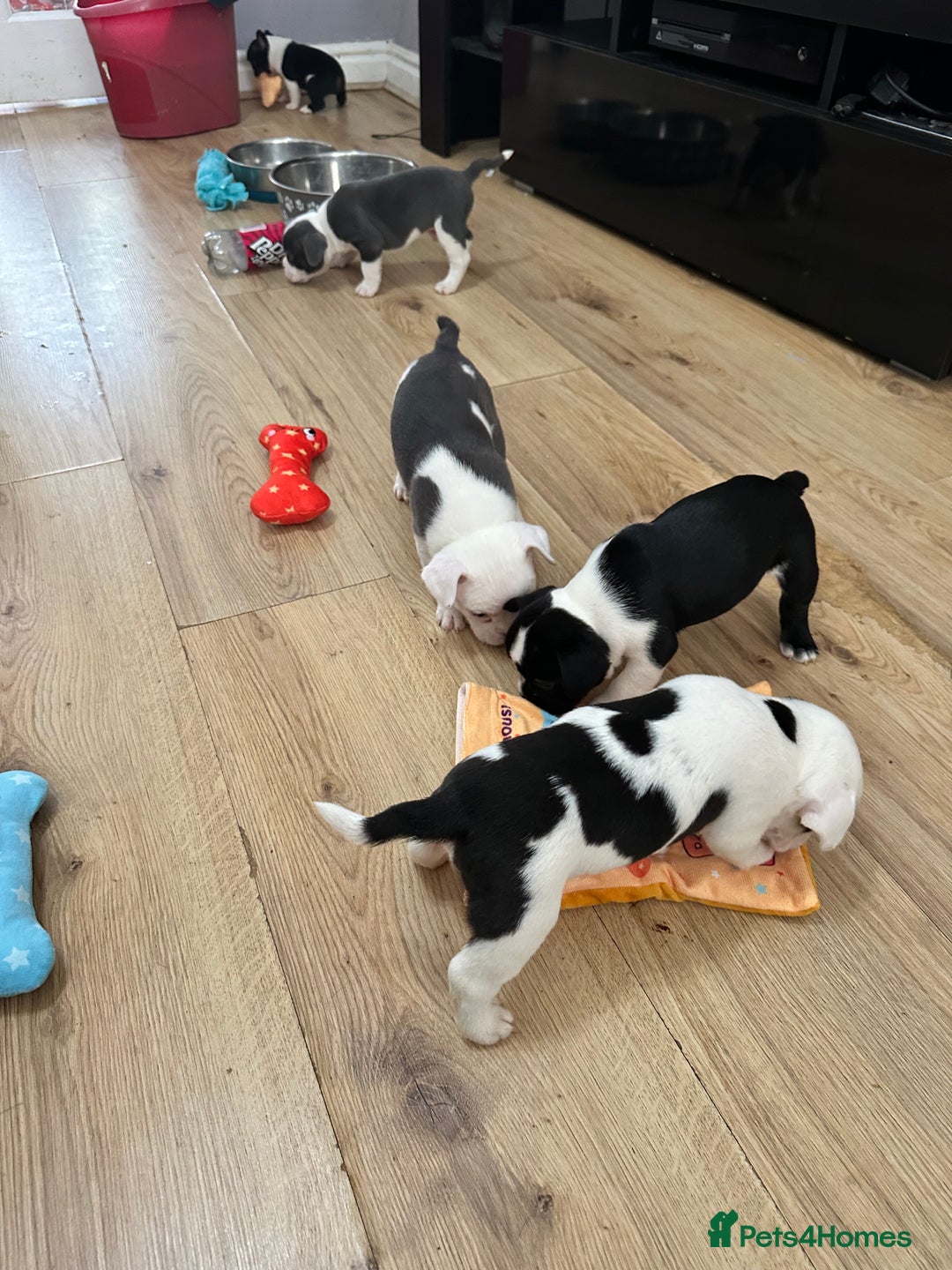 Mixed Breed dogs for sale: American French bulldog  - Image 19