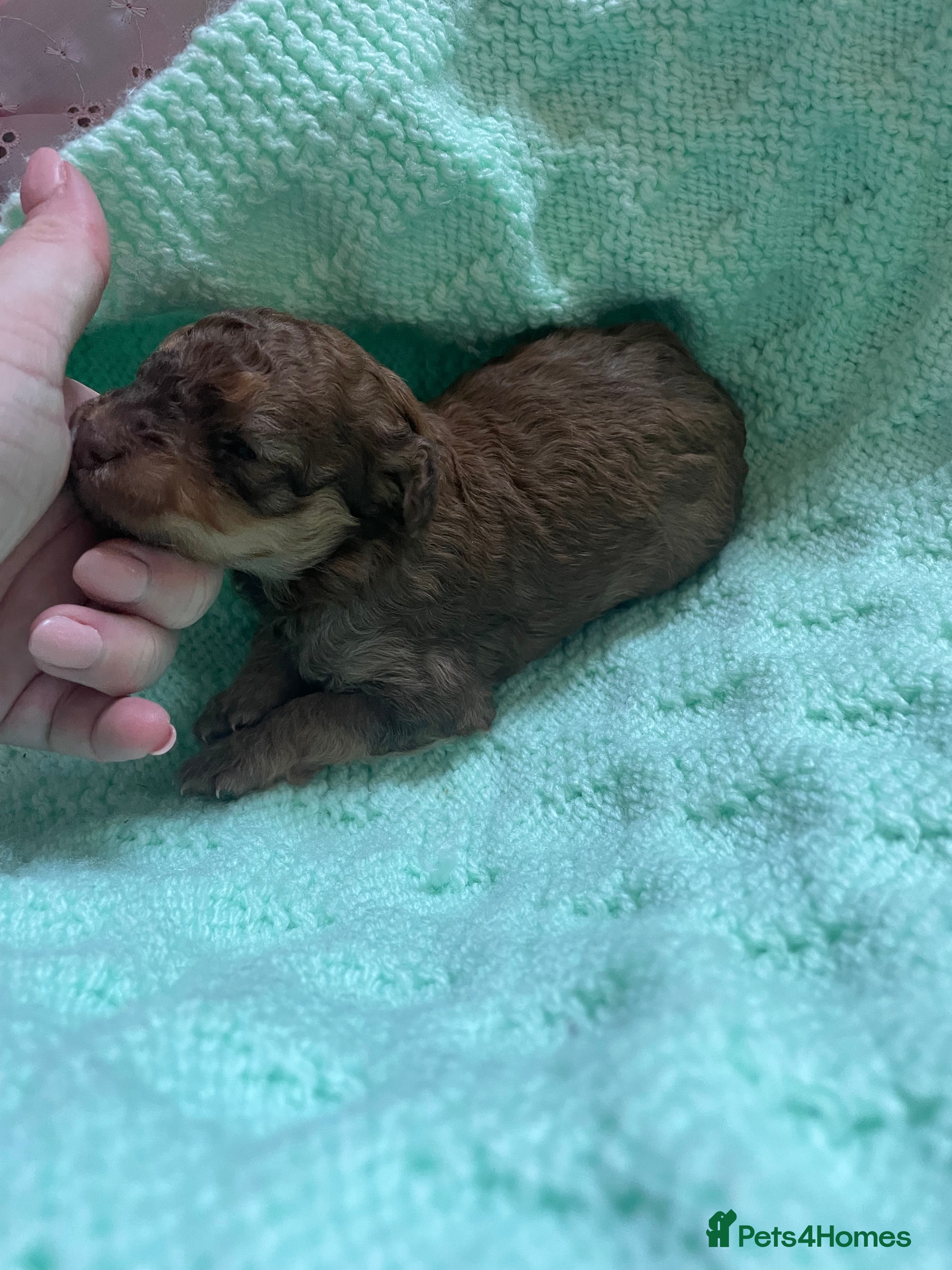 Mixed Breed dogs F1b cockerpoo - Advert 8