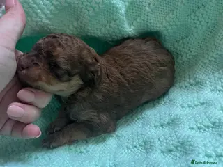 Mixed Breed dogs F1b cockerpoo - Advert 8