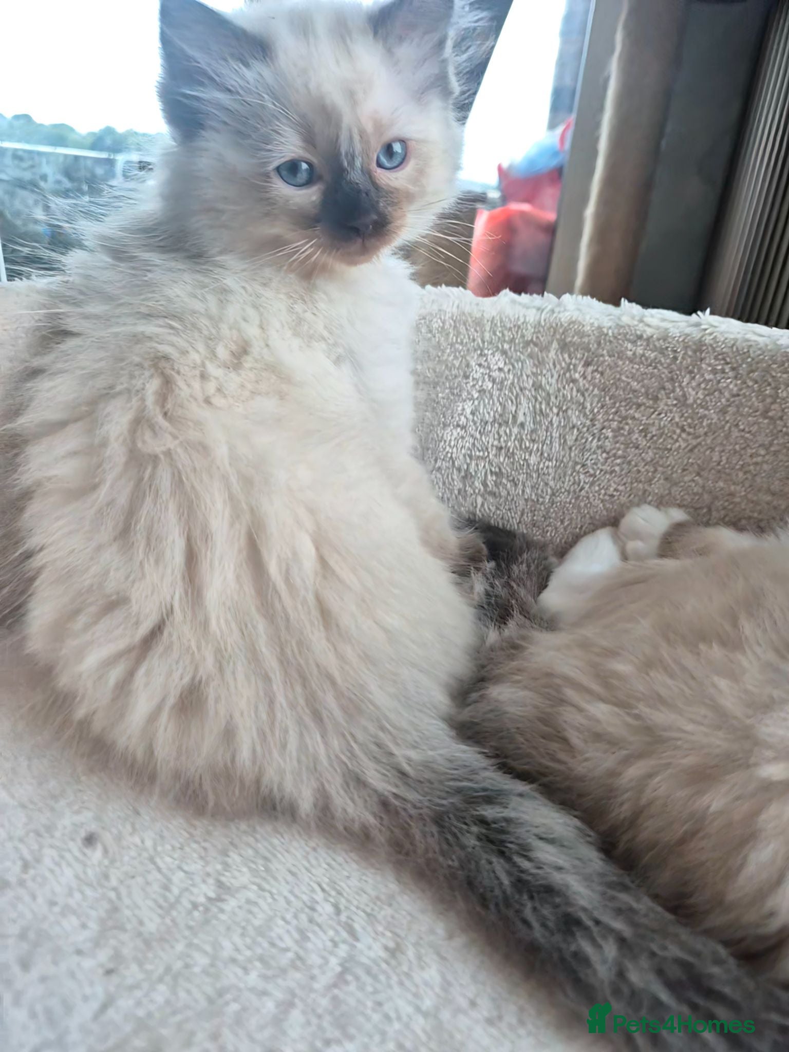 Ragdoll cats 2 Beautiful GCCF & TICA Ragdoll Kittens Left 💕  - Advert 2