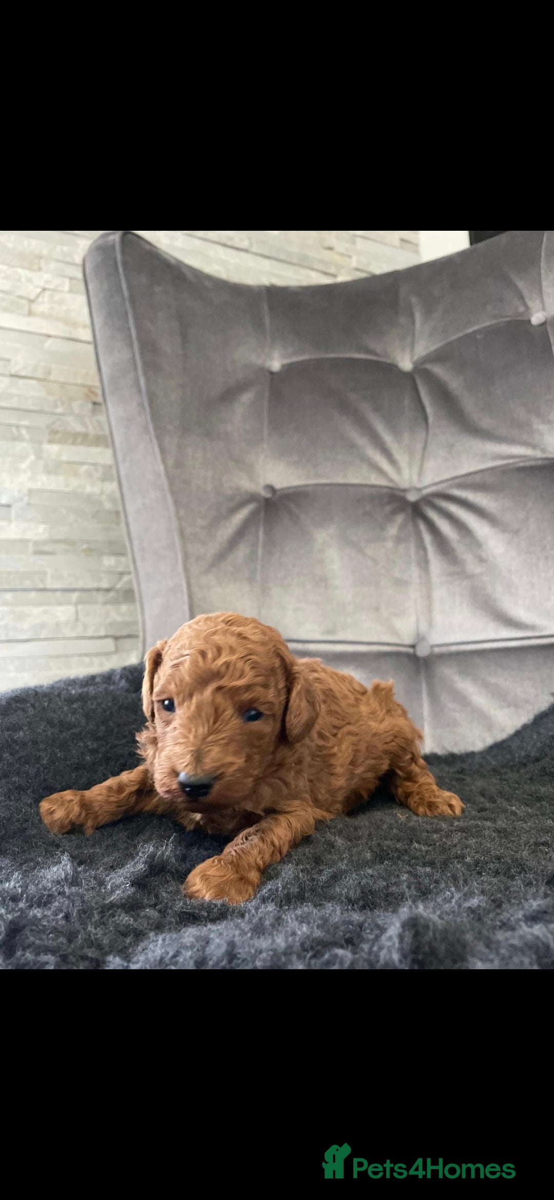 Miniature Poodle dogs for stud: EXTENSIVELY HEALTH TESTED POODLE FOR STUD - Image 7