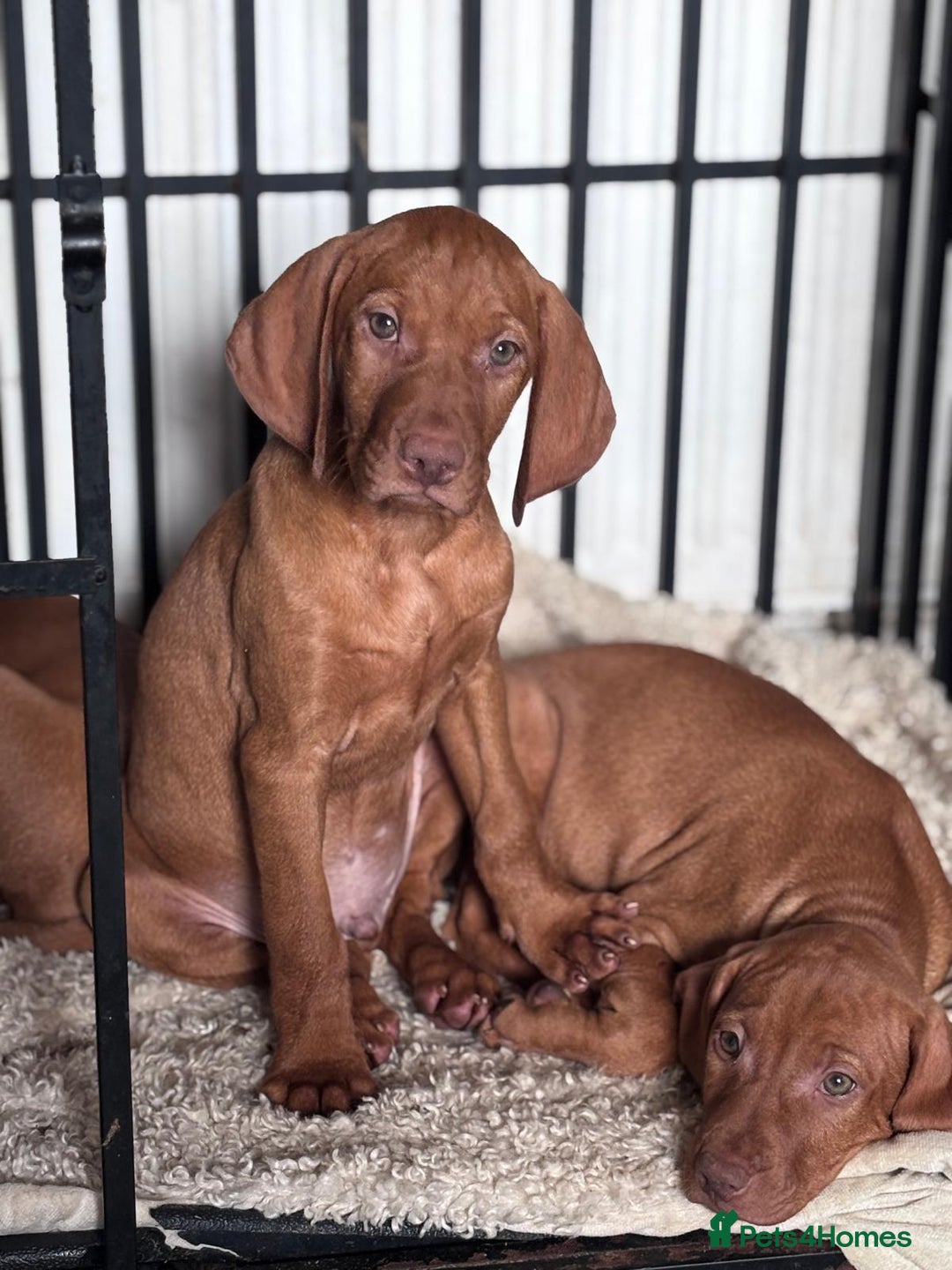 Hungarian Vizsla dogs for sale: Exceptional kc Hungarian viszla pups. Now ready  - Image 16