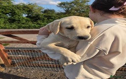 Labrador Retriever dogs for sale: Kc registered Labrador puppies  - Image 4
