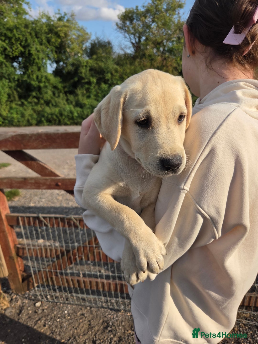 Labrador Retriever dogs for sale: Kc registered Labrador puppies  - Image 4