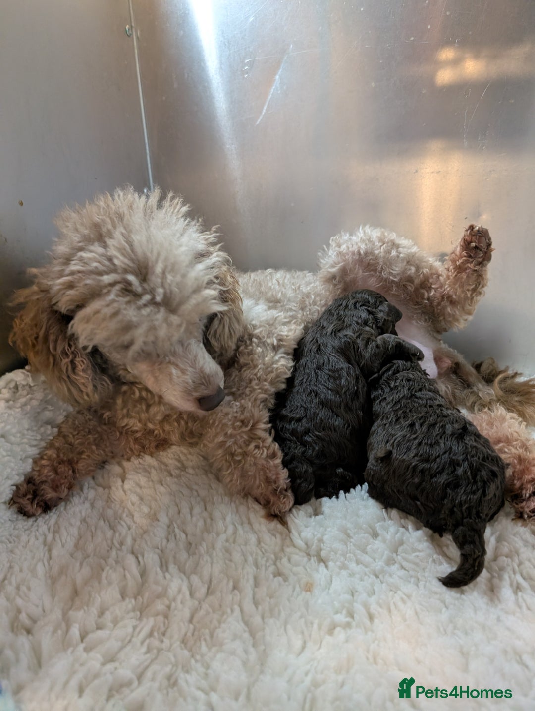 Toy Poodle dogs for sale: Pedigree Chocolate Toy Poodle  - Advert 6