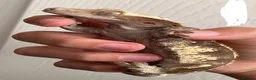 Gecko reptiles for sale: Male crested gecko  in Littlehampton - Advert 2
