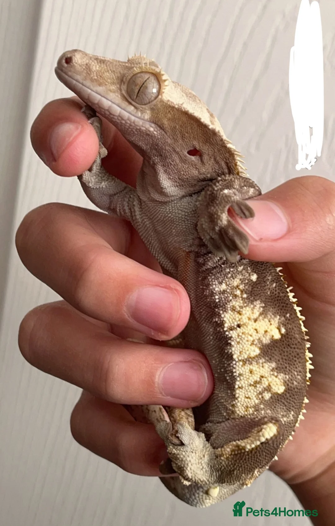 Gecko reptiles for sale: Male crested gecko  in Littlehampton - Advert 2