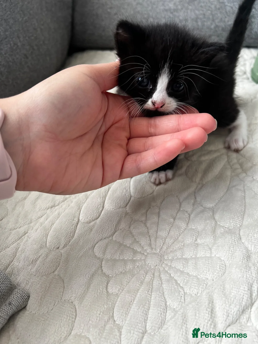 Mixed Breed cats for sale: 5 little girls  - Advert 13