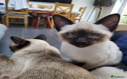 Siamese cats for sale: Old Style Siamese Kittens. Raised with love & care - Advert 36