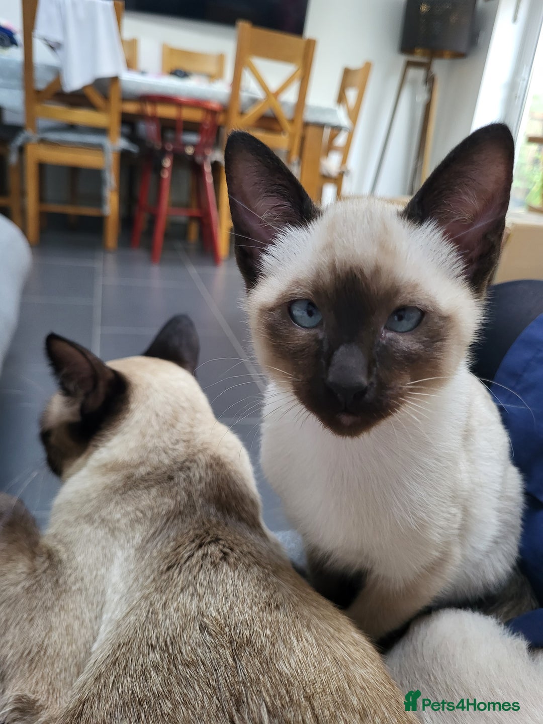 Siamese cats for sale: Old Style Siamese Kittens. Raised with love & care - Advert 36
