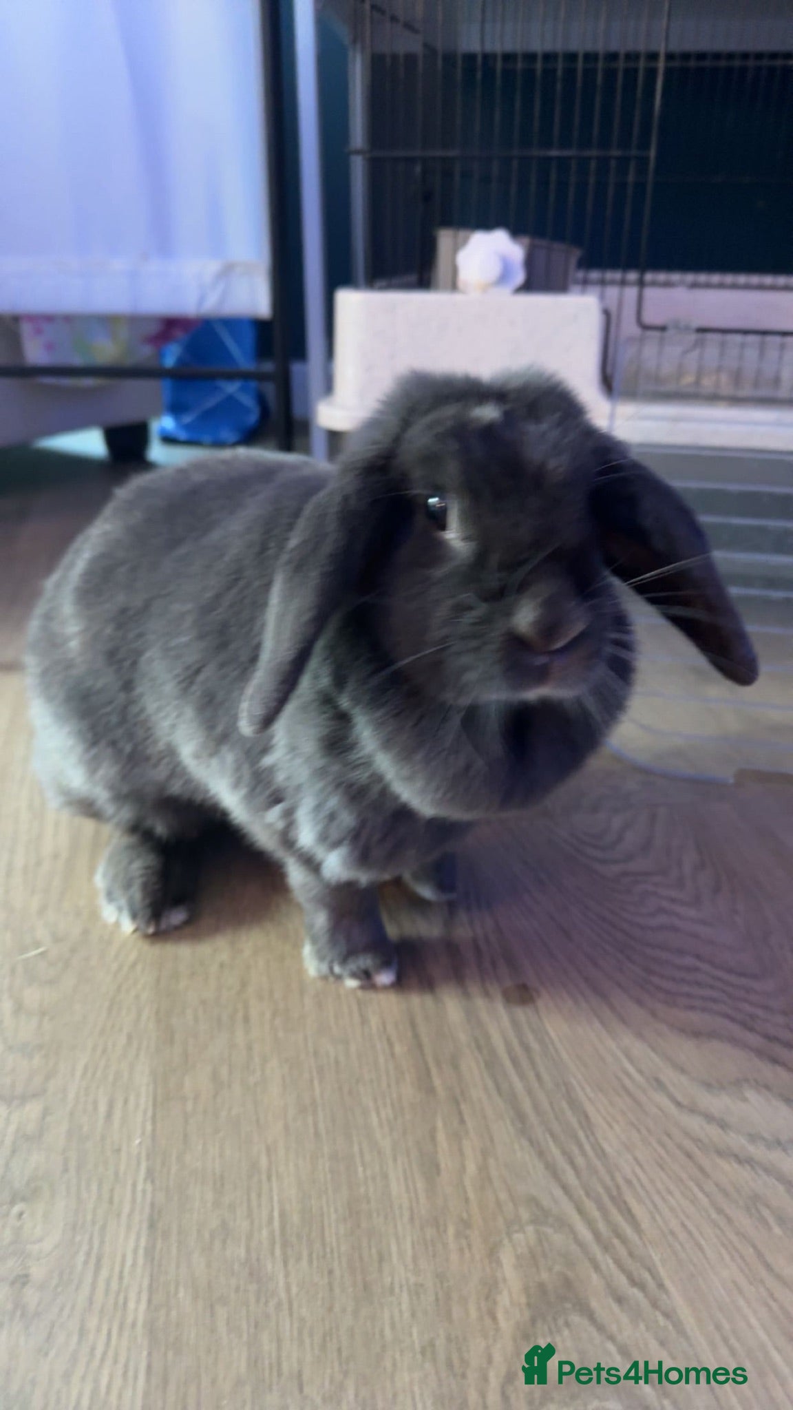 Mixed Breed rabbits Pip the bun - Advert 2