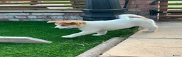 Japanese Shiba Inu dogs for sale: Japanese shiba inu puppies  - Advert 6