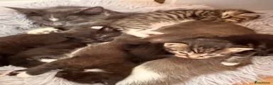 Mixed Breed 5