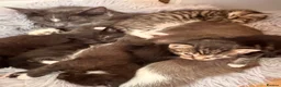 Mixed Breed cats for sale: Mix breed kittens for sale - Advert 13