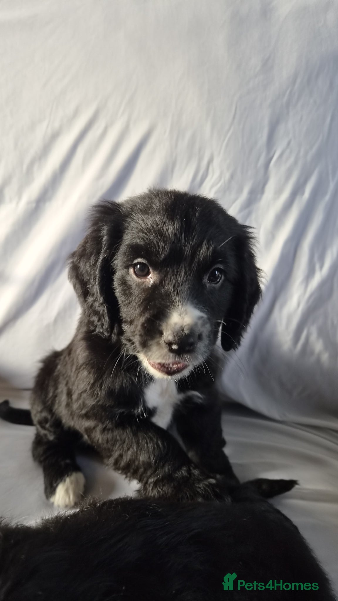 Cocker Spaniel dogs Cocker spaniel puppies - Advert 2